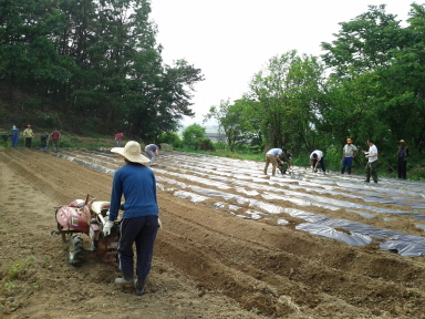 남사면 주민자치위원회(고구마 심기)